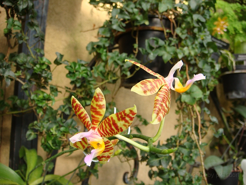 401 Longwood Gardens [2008 August 23].JPG - Longwood Gardens in Pennsylvania